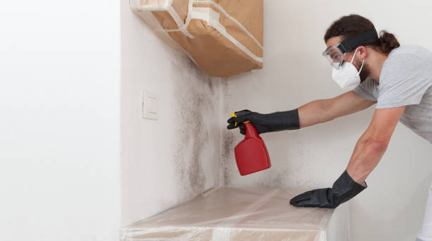 Basement Mold Remediation treatment on basement walls in Roanoke